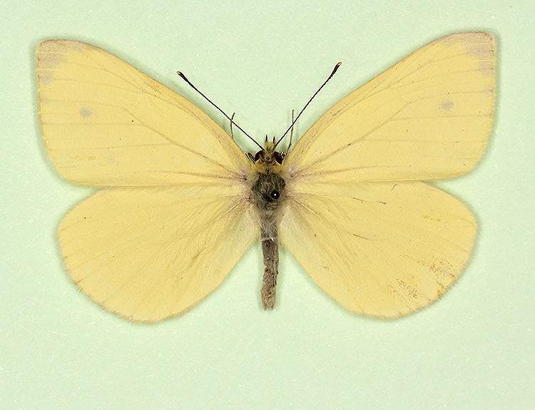 Pieris napi male (aberrant form sulphurea + pallidus) (Internet Image property of respective owner, non-commercial use only)